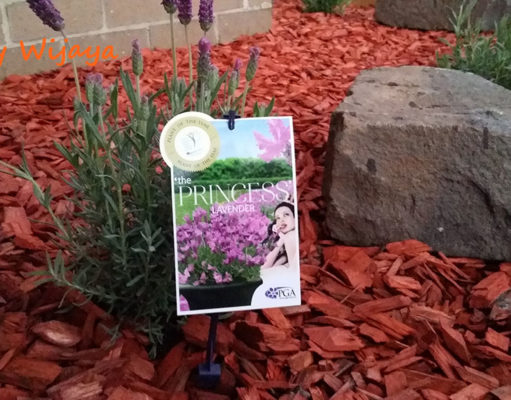Lavenders to Welcome the Spring Season