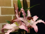 The Blossoming Pink Lily