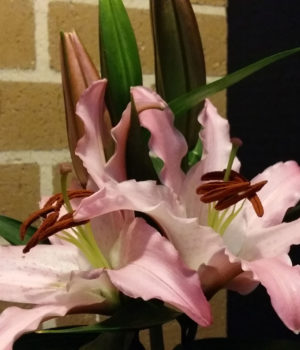 The Blossoming Pink Lily