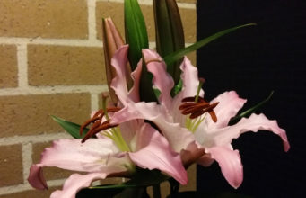 The Blossoming Pink Lily