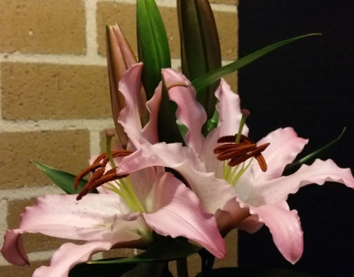 The Blossoming Pink Lily
