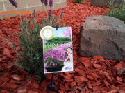 Lavenders to Welcome the Spring Season