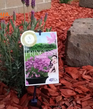 Lavenders to Welcome the Spring Season