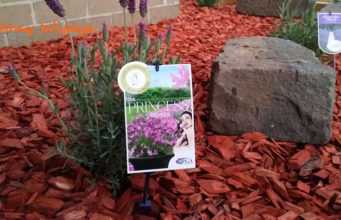 Lavenders to Welcome the Spring Season