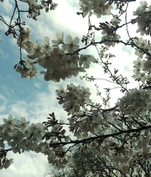 The 10 Things I Like About Japan