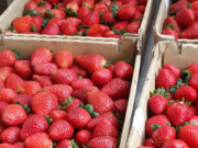 Sunny Ridge Strawberry Farm