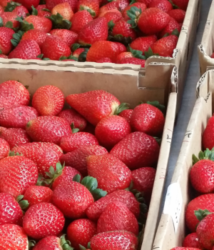 Sunny Ridge Strawberry Farm
