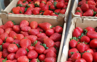Sunny Ridge Strawberry Farm