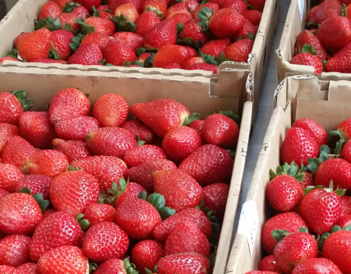 Sunny Ridge Strawberry Farm