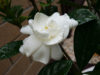 Gardening Ideas – Growing Gardenia Flowers in the Backyard