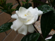Gardening Ideas – Growing Gardenia Flowers in the Backyard