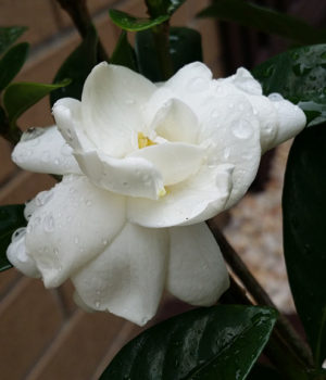 Gardening Ideas – Growing Gardenia Flowers in the Backyard