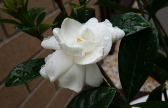 Gardening Ideas – Growing Gardenia Flowers in the Backyard