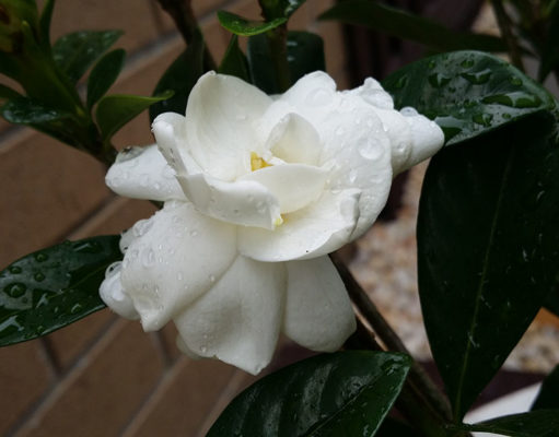 Gardening Ideas – Growing Gardenia Flowers in the Backyard